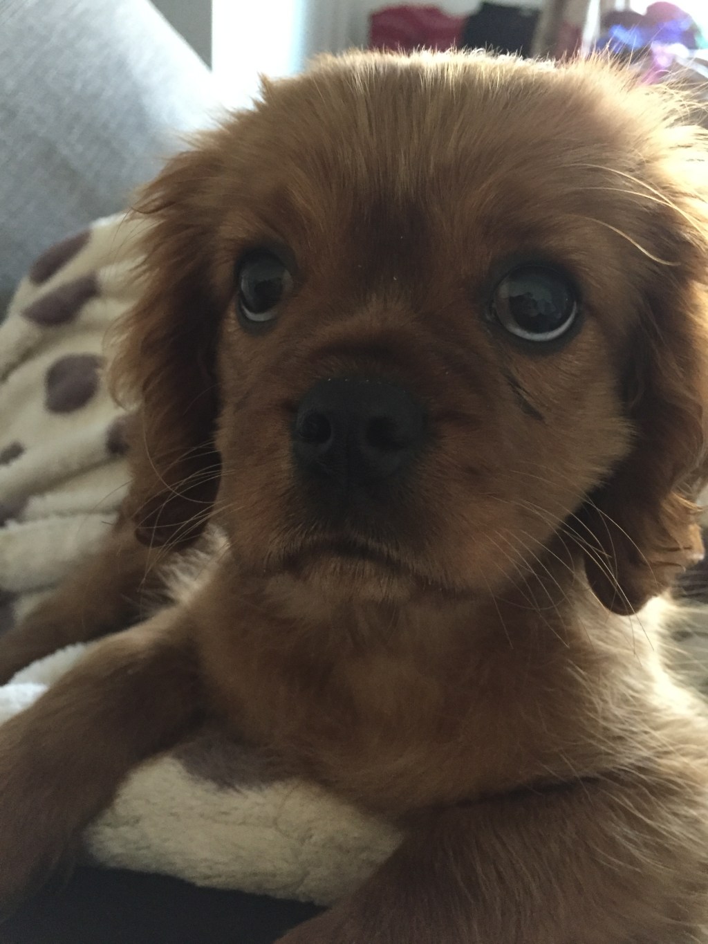 Meet the Little Luxury&nbsp;Ruby